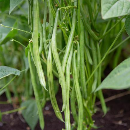 Stamslaboon ‘Davis’ - Phaseolus vulgaris