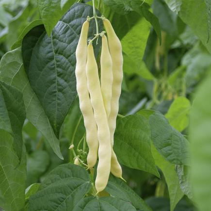 Stoksnijboon Golden Gate