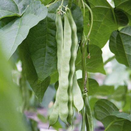 Stoksnijboon Vitalis