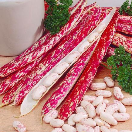 Stokdroogboon Stokkievitsboon