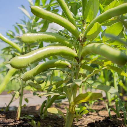 Tuinboon Eleonora – Vicia faba