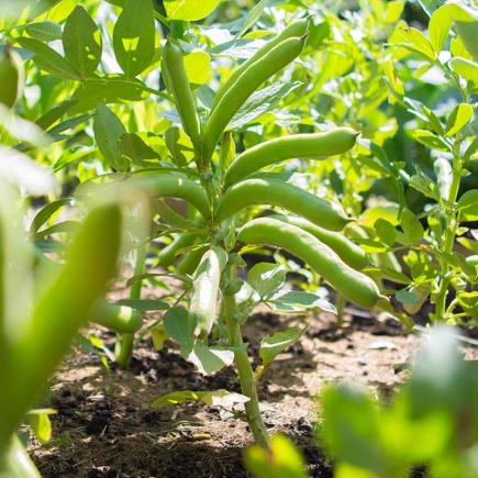 Tuinboon Ratio – Vicia faba