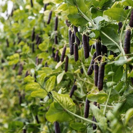 1220 Kapucijner Blauwschokker