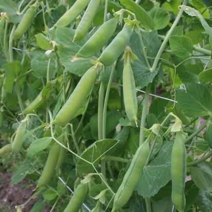 Rijsdoperwt Eerste Vroege Mei