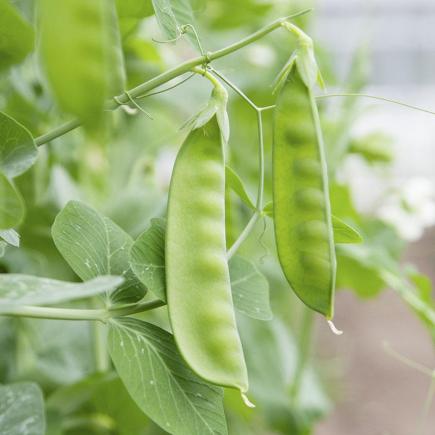 Rijspeul Sweet Horizon