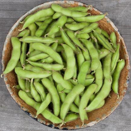 Sojaboon Edamame Chiba Green
