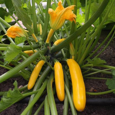 1355 Courgette Ola Gabriella F1