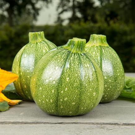 Bolcourgette Ola Redonda – Cucurbita pepo