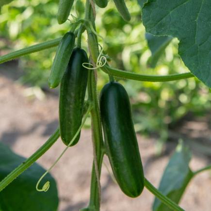 Snack-komkommer 'Kaikura F1' – Cucumis sativus