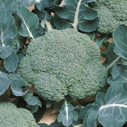 Broccoli ‘Belstar F1’