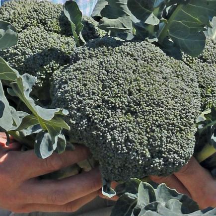 Professor Vlieger Genre Broccoli zaden bestellen | De Bolster Biologische Zaden