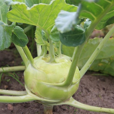 Koolrabi Superschmelz