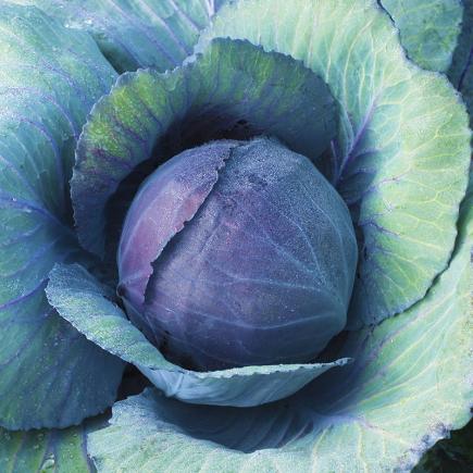 Rode kool 'Langedijker Bewaar 2' – Brassica oleracea