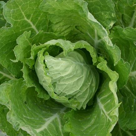 1530 Savooiekool Bloemendaalse Gele