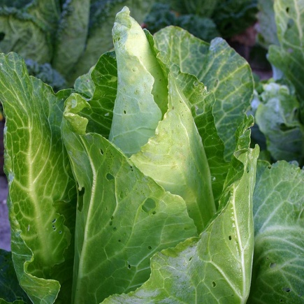 Witte kool Filderkraut