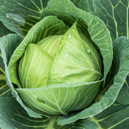 Witte kool Langedijker Bewaar