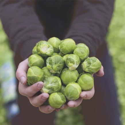 Spruitkool Hemera F1