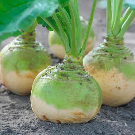 Koolraap Wilhelmsburger – Brassica napus