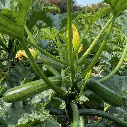 Courgette Onega F1 – Cucurbita pepo