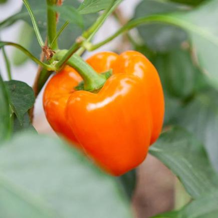 Blokpaprika Ilyn F1