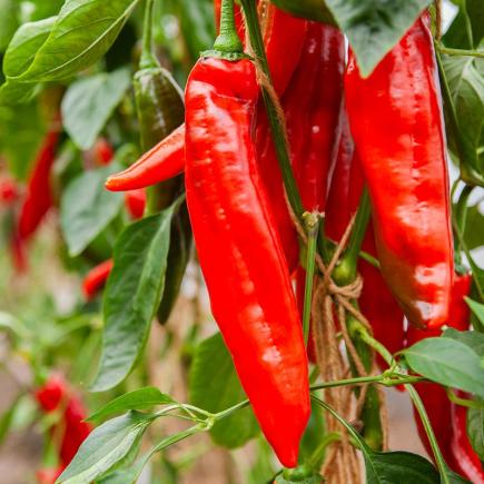 1627 Zoetpuntpaprika Xaro