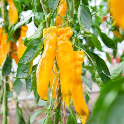 Zoetpuntpaprika Zazu