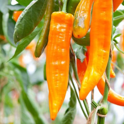 Zoetpuntpaprika Kyra