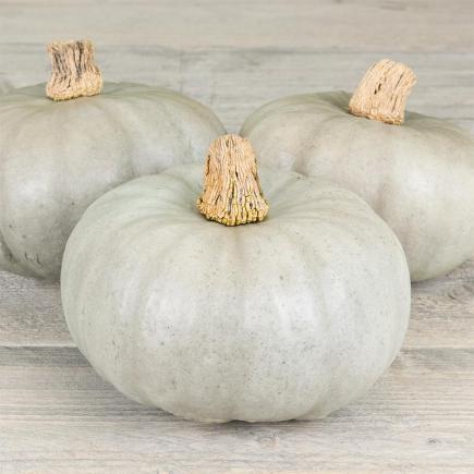 Pompoen Leckør F1 – Cucurbita maxima