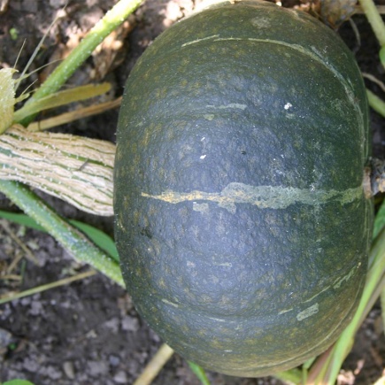 Pompoen Groene Hokkaido