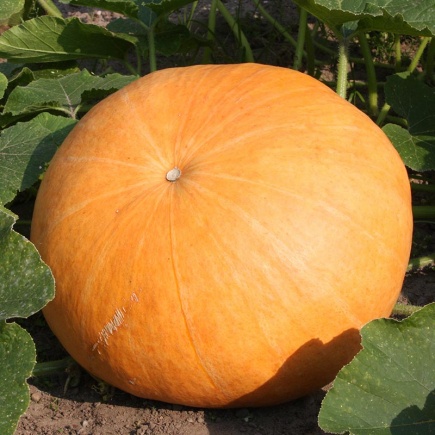 Pompoen Gele Centenaar