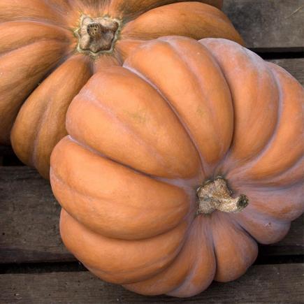 Muskaatpompoen Muscat de Provence