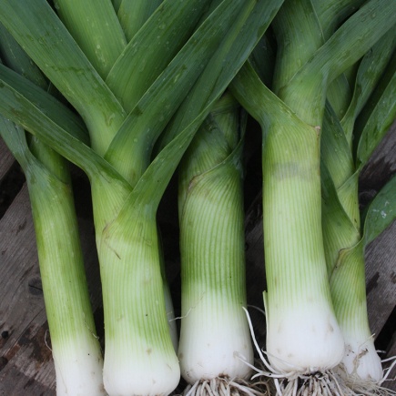 Prei ‘Herfstreuzen 2’