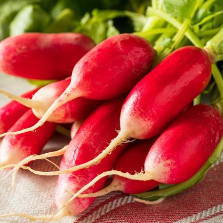 Radijs French Breakfast 2 – Raphanus sativus