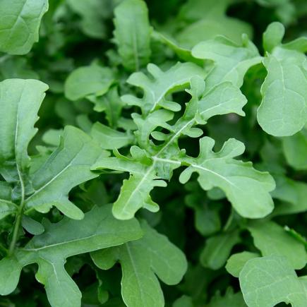 Rucola 'Esmee' – Eruca sativa
