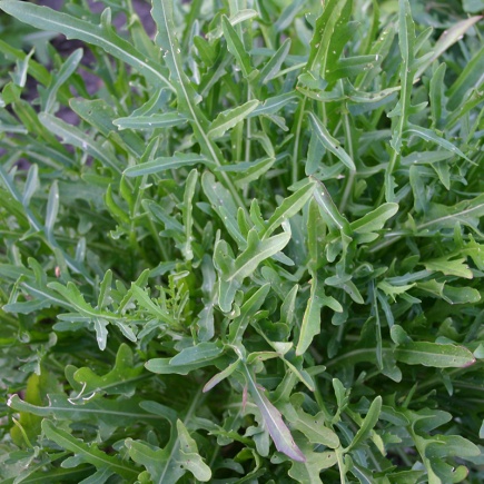 Rucola ‘Selvatica’