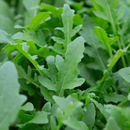 Rucola Rochelle