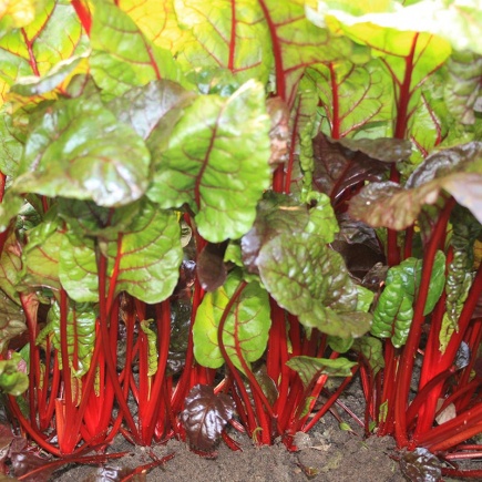 Snijbiet ‘Rhubarb Chard’