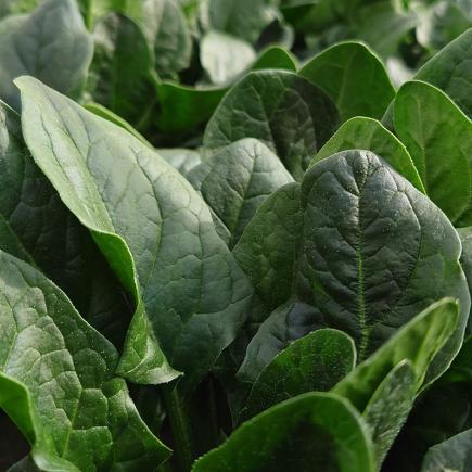 Spinazie Winterreuzen – Spinacia oleracea