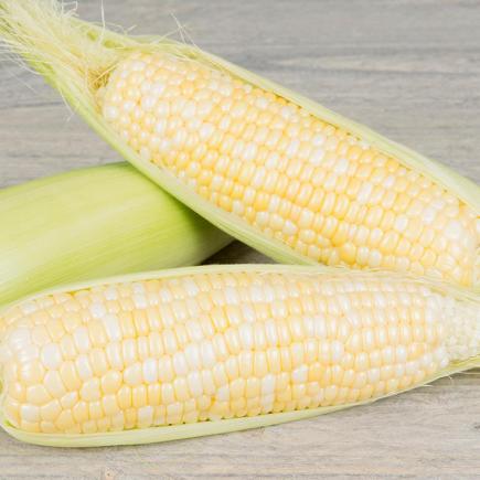 Suikermais My Fair Lady F1