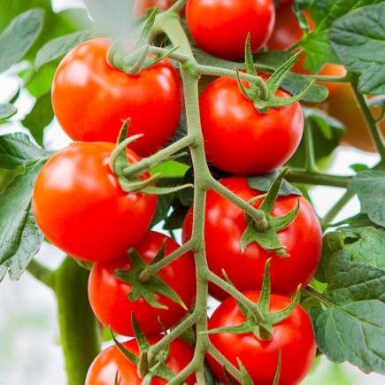 Tomaat Bolstar Gimli F1 – Solanum lycopersicum