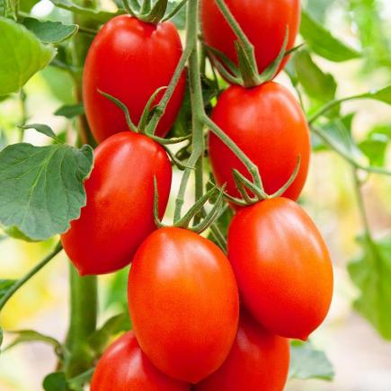 Pruimtomaat Bolstar Sensatica F1 – Solanum lycopersicum