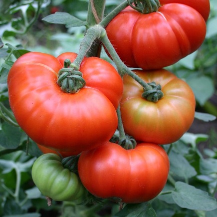 Tomaat Marmande