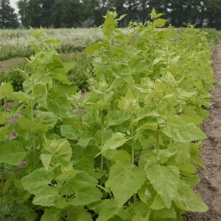 1990 Tuinmelde, lichtgroen