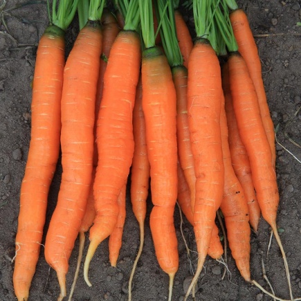 Zomerwortel Amsterdamse Bak 2