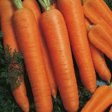 Zomerwortel Napoli F1