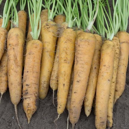 Zomerwortel Yellowstone F1