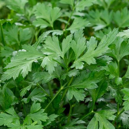 Peterselie Gigante dItalia – Petroselinum crispum
