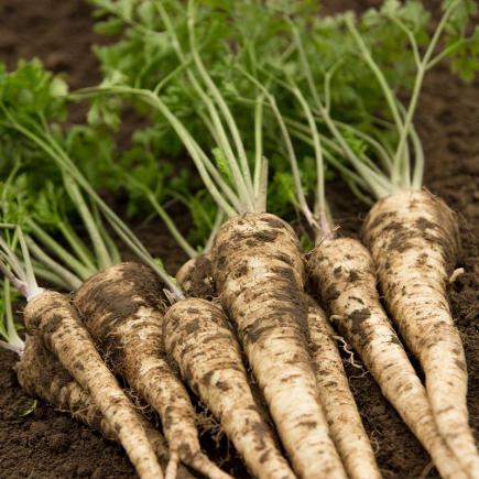 3210 wortelpeterselie