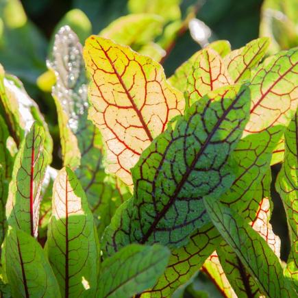 Bloedzuring Red Stripe - Rumex sanguineus