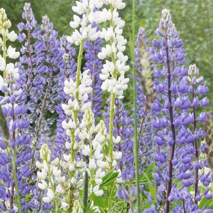Blauwe lupine - Groenbemester